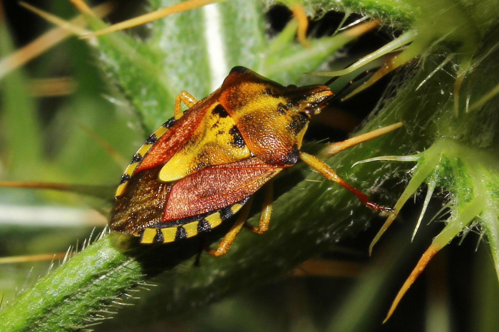 Carpocoris ??  S, Carpocoris purpureipennis (Pentatomidae)
